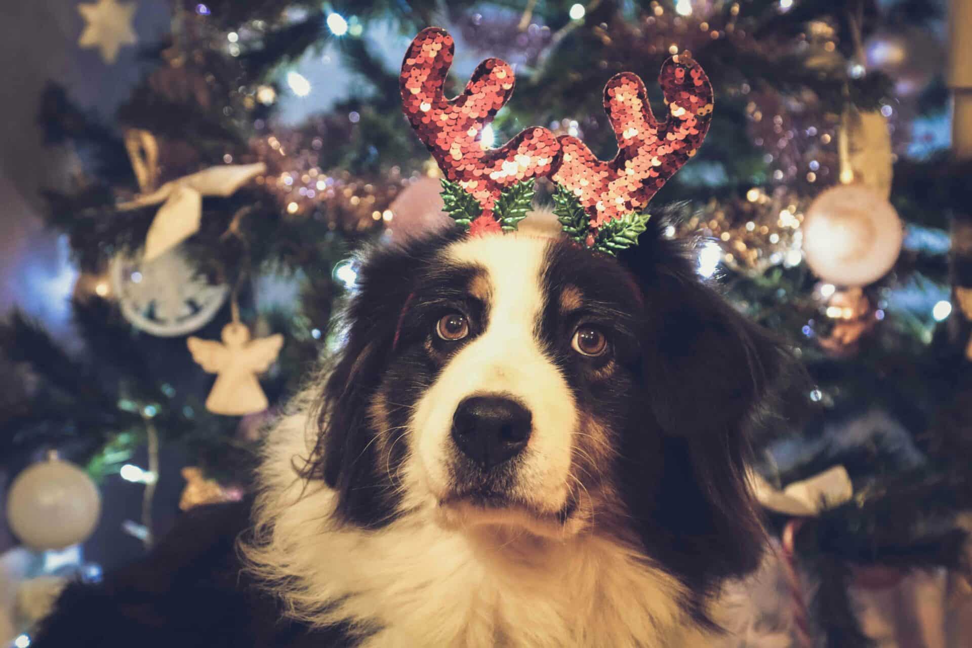 The Busy Holiday Season: Making Time for Your Pets